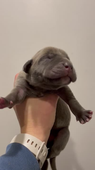Butterscotch , a female Cane Corso for sale in Denver, CO – 2 of 5