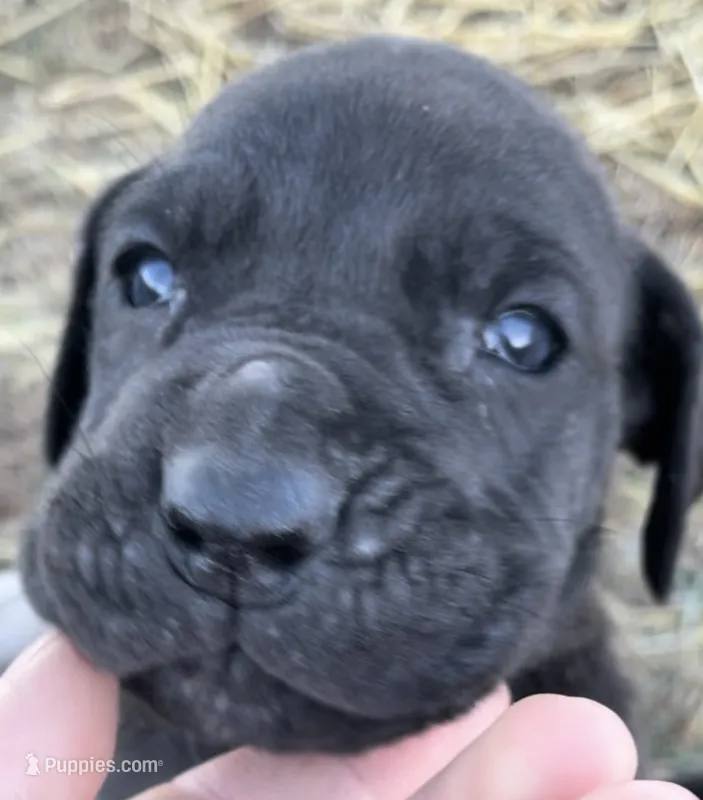 Rolo – Great Dane, Cane Corso puppy for sale in Denver, CO