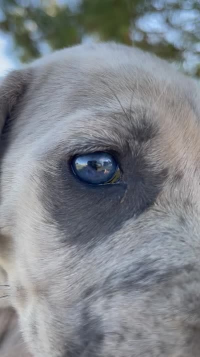 Patches, a female Great Dane and Cane Corso for sale in Denver, CO – 9 of 10