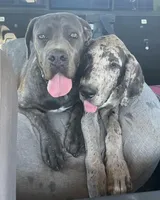 Shade + Blu = available July 2026, a  Great Dane and Cane Corso for sale in Denver, CO – Photo 1 of 7