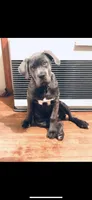 Shade + Blu = available July 2026, a  Great Dane and Cane Corso for sale in Denver, CO – Photo 7 of 7