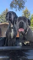 Shade + Blu = available July 2026, a  Great Dane and Cane Corso for sale in Denver, CO – Photo 2 of 7