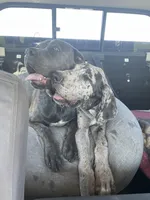 Shade + Blu = available July 2026, a  Great Dane and Cane Corso for sale in Denver, CO – Photo 3 of 7