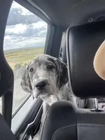 Shade + Blu = available July 2026, a  Great Dane and Cane Corso for sale in Denver, CO – Photo 4 of 7