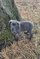 Shade + Blu = available July 2026, a  Great Dane and Cane Corso for sale in Denver, CO – Photo 6 of 7