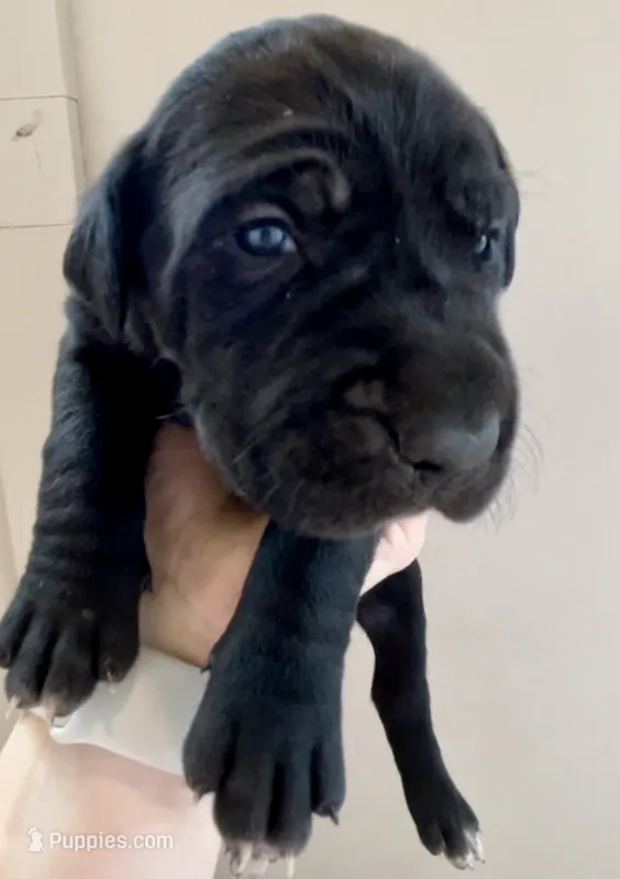 Raven – Great Dane, Cane Corso puppy for sale in Denver, CO