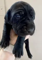 Raven, a female Great Dane and Cane Corso for sale in Denver, CO – 1 of 5