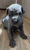 Cinder, a female Great Dane and Cane Corso for sale in Denver, CO – 3 of 6