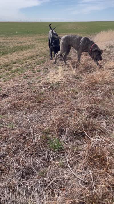 Bre’s Raven , a female Great Dane and Cane Corso for sale in Denver, CO – 7 of 10