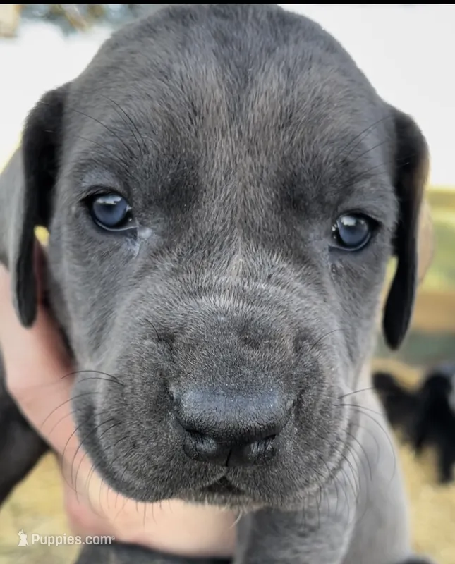 Light gray  – Great Dane, Cane Corso puppy for sale in Denver, CO
