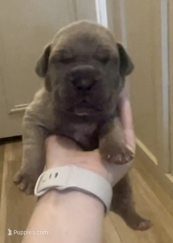 Moose  – Great Dane, Cane Corso puppy for sale in Denver, CO