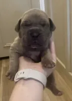 Moose , a male Great Dane and Cane Corso for sale in Denver, CO – 1 of 5