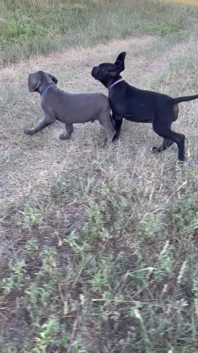 Starboy (blue collar), a male Great Dane and Cane Corso for sale in Denver, CO – 5 of 10