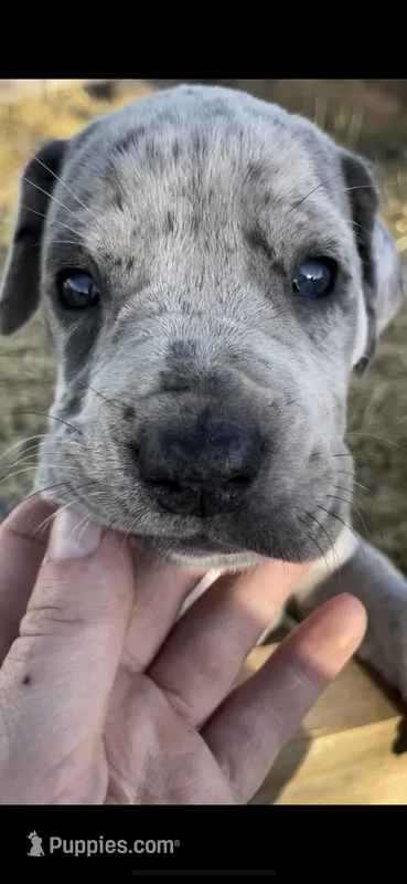 Oreo – Great Dane, Cane Corso puppy on hold in Denver, CO