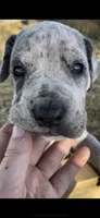 Oreo, a female Great Dane and Cane Corso for sale in Denver, CO – 1 of 8
