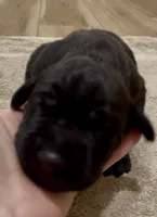 Diesel 🐶 ⛽️, a male Great Dane and Cane Corso for sale in Denver, CO – 2 of 4