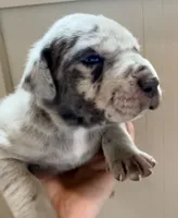 Oreo, a female Great Dane and Cane Corso for sale in Denver, CO – 1 of 6