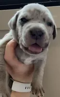 Patches, a female Great Dane and Cane Corso for sale in Denver, CO – 2 of 7