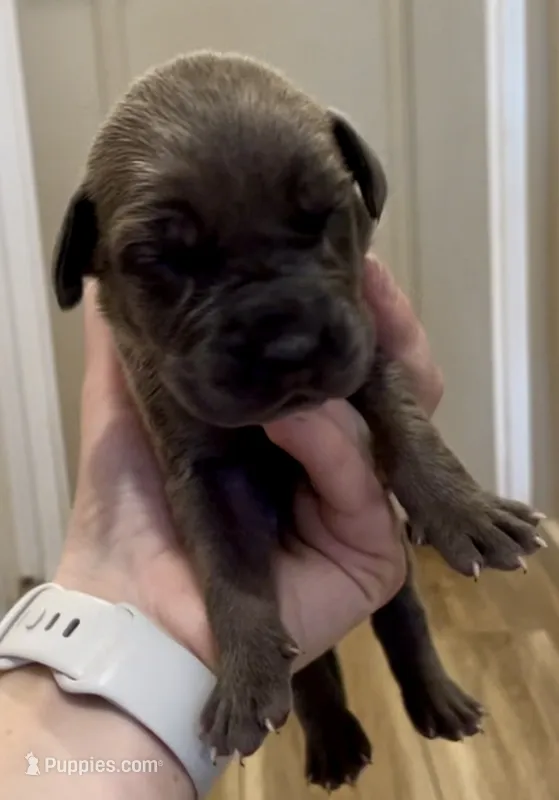Hershey  – Great Dane, Cane Corso puppy for sale in Denver, CO