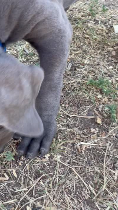 Starboy (blue collar), a male Great Dane and Cane Corso for sale in Denver, CO – 6 of 10