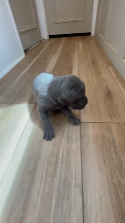 Cinder, a female Great Dane and Cane Corso for sale in Denver, CO – 3 of 8