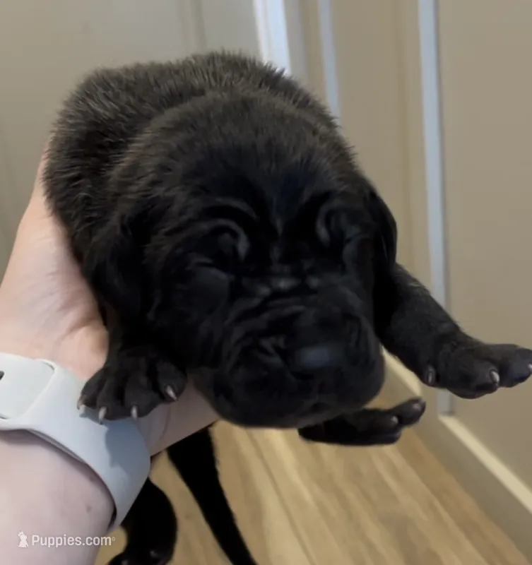 Rolo – Great Dane, Cane Corso puppy for sale in Denver, CO