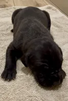 👑 Athena 🐶, a female Great Dane and Cane Corso for sale in Denver, CO – 2 of 6