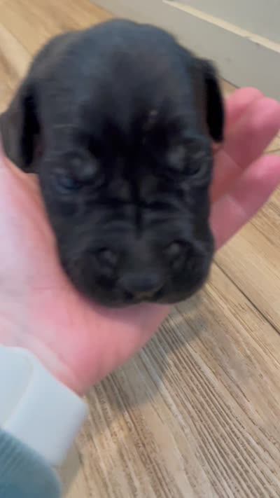 Nyx, a male Great Dane and Cane Corso for sale in Denver, CO – 2 of 5