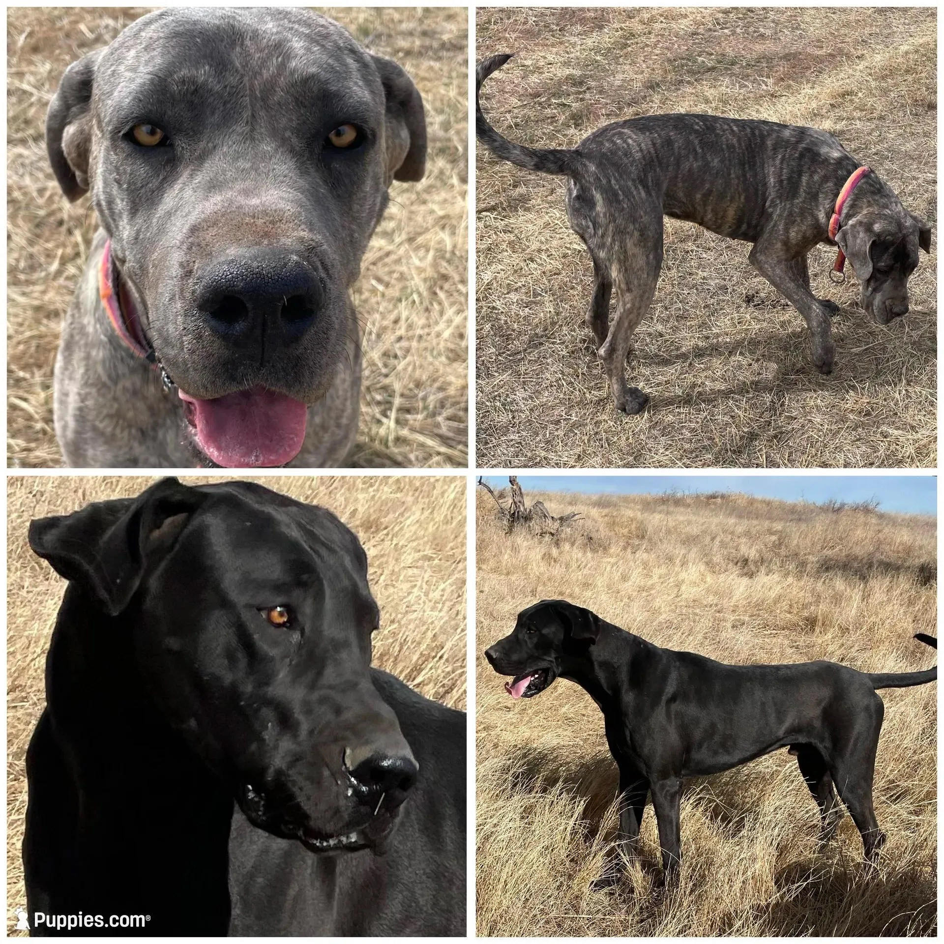 Bre + Rip = Coming May 2026! 🦴 – Great Dane, Cane Corso puppy for sale in Denver, CO