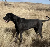 Bre + Rip = Coming May 2026! 🦴, a  Great Dane and Cane Corso for sale in Denver, CO – Photo 4 of 6