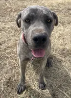 Bre + Rip = Coming May 2026! 🦴, a  Great Dane and Cane Corso for sale in Denver, CO – Photo 3 of 6