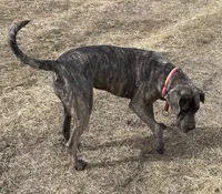 Bre + Rip = Coming May 2026! 🦴, a  Great Dane and Cane Corso for sale in Denver, CO – Photo 5 of 6