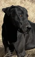 Bre + Rip = Coming May 2026! 🦴, a  Great Dane and Cane Corso for sale in Denver, CO – Photo 6 of 6
