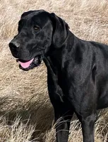 Bre + Rip = Coming May 2026! 🦴, a  Great Dane and Cane Corso for sale in Denver, CO – Photo 2 of 6