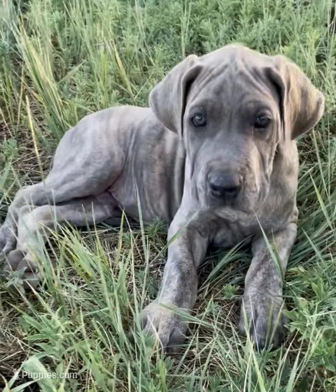 Hershey (black collar) – Great Dane, Cane Corso puppy for sale in Denver, CO