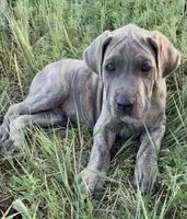 Hershey (black collar), a male Great Dane and Cane Corso for sale in Denver, CO – 1 of 9