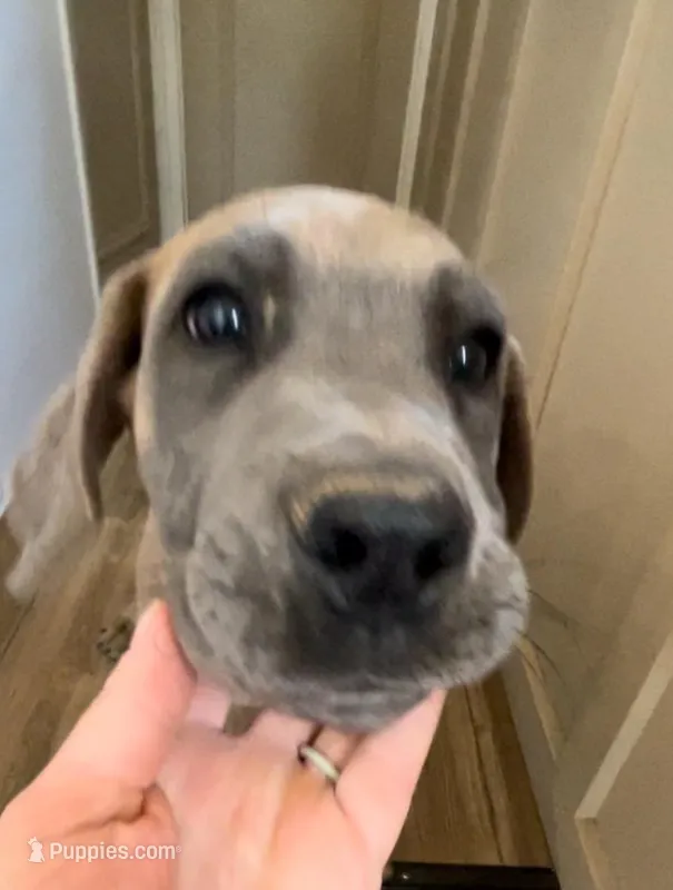 Brown eyed girl – Great Dane, Cane Corso puppy for sale in Denver, CO