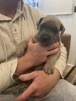 Brown eyed girl, a female Great Dane and Cane Corso for sale in Denver, CO – Photo 3 of 5