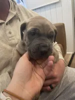 Brown eyed girl, a female Great Dane and Cane Corso for sale in Denver, CO – Photo 2 of 5