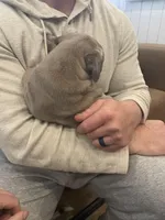 Brown eyed girl, a female Great Dane and Cane Corso for sale in Denver, CO – Photo 4 of 5