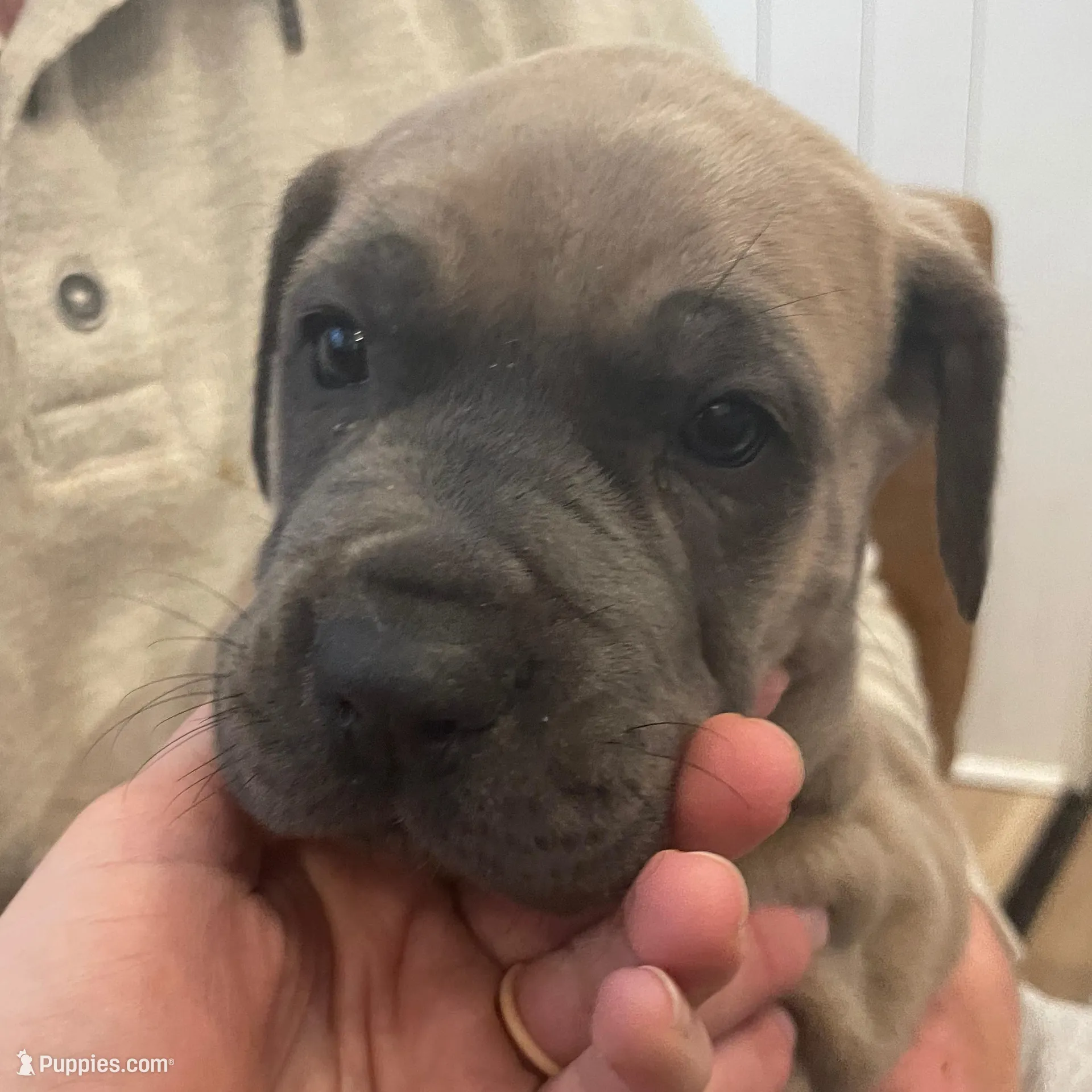 Brown eyed girl – Great Dane, Cane Corso puppy for sale in Denver, CO