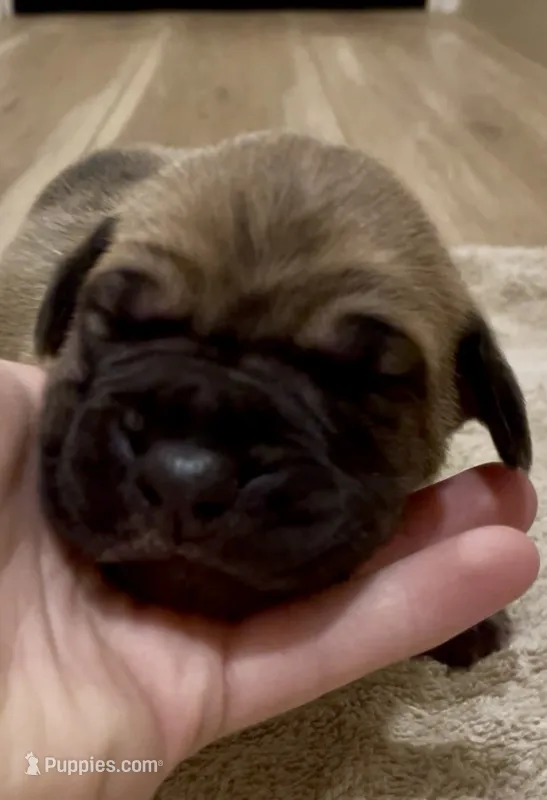 Ember  🐶 – Great Dane, Cane Corso puppy for sale in Denver, CO