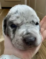 Oreo, a female Great Dane and Cane Corso for sale in Denver, CO – 2 of 6