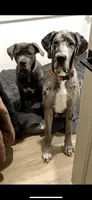 Cinder, a female Great Dane and Cane Corso for sale in Denver, CO – 4 of 6