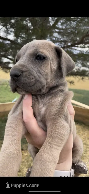 Moose  – Great Dane, Cane Corso puppy for sale in Denver, CO