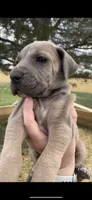 Moose , a male Great Dane and Cane Corso for sale in Denver, CO – 1 of 10