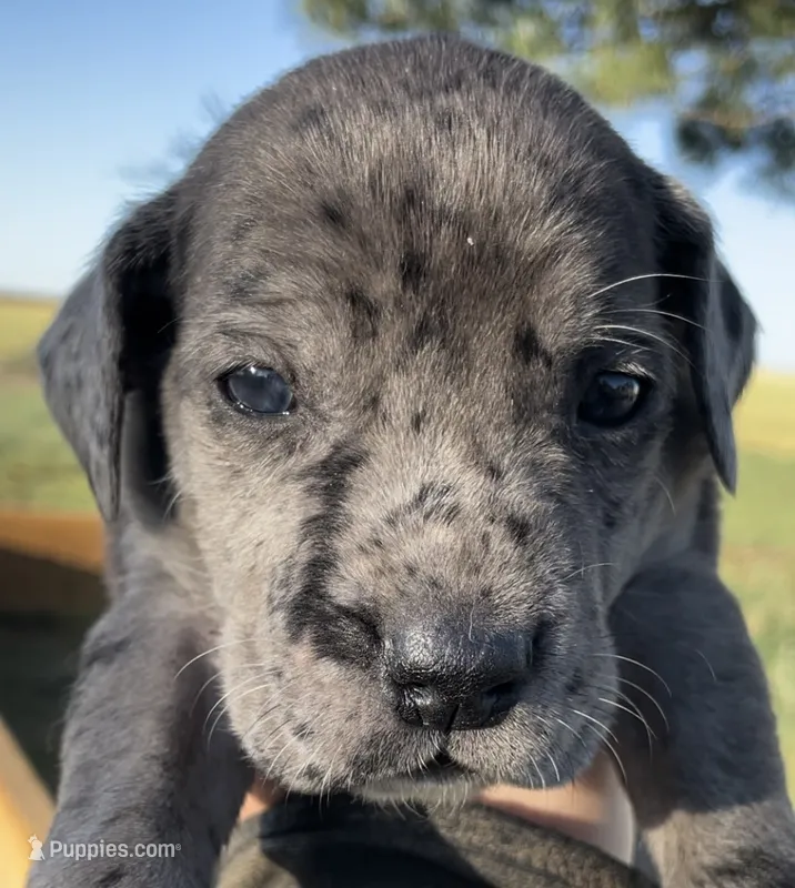 Bear – Great Dane, Cane Corso puppy for sale in Denver, CO