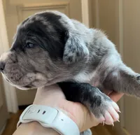 Ace , a male Great Dane and Cane Corso for sale in Denver, CO – 2 of 7