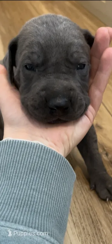 Light gray  – Great Dane, Cane Corso puppy for sale in Denver, CO