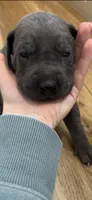 Light gray , a male Great Dane and Cane Corso for sale in Denver, CO – 1 of 5